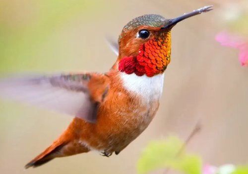 birdy是什么意思