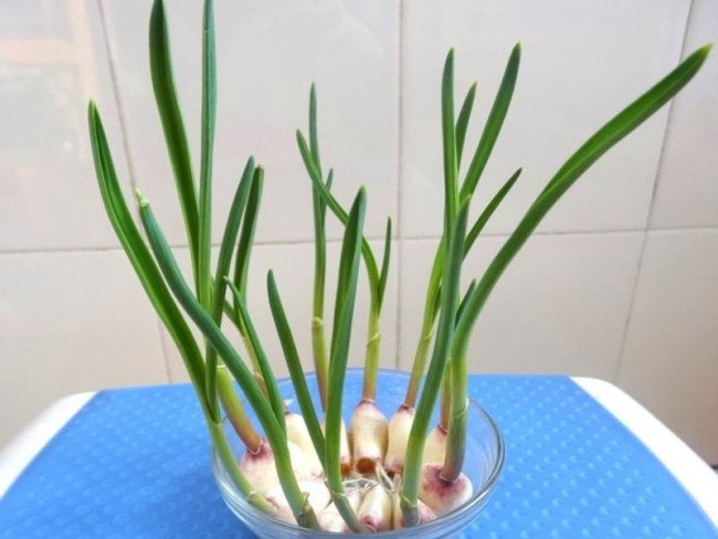 大蒜生长过程步骤图