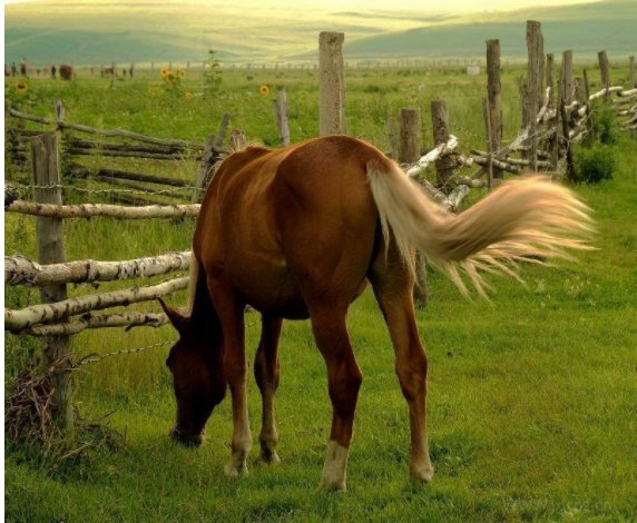 马的尾巴有什么作用