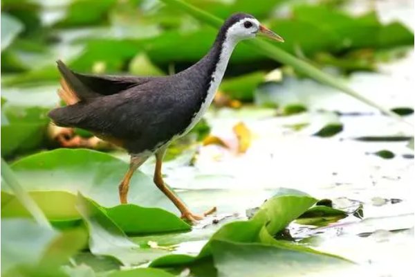 白面水鸡是保护动物吗？