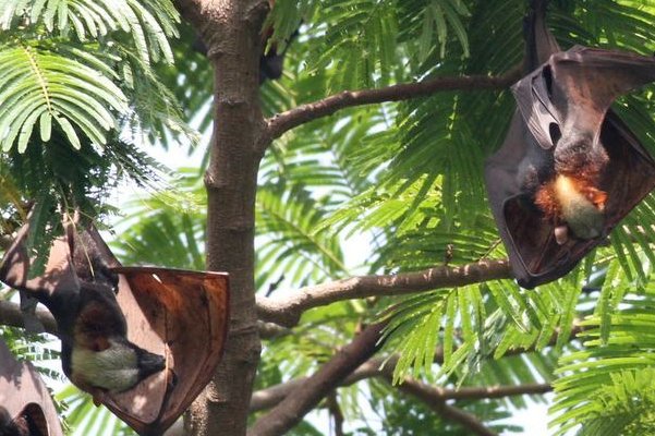 蝙蝠的天敌有哪些