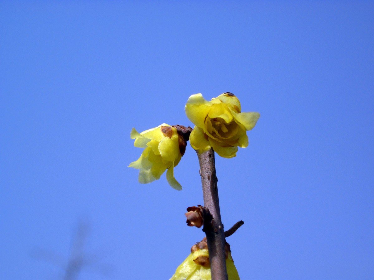 向阳花木易为春是什么意思