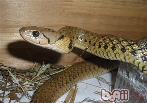渔游蛇的生活习性