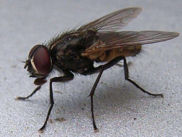 苍蝇最怕什么东西和气味