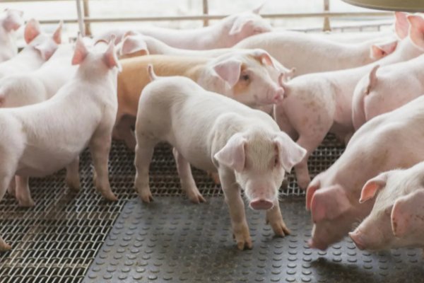 生猪价格已连降6周，造成其价格下降的原因是什么？