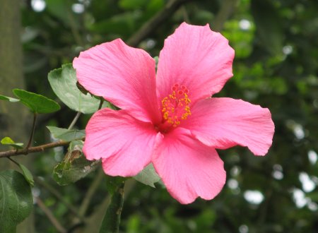 一朵花的经典句子