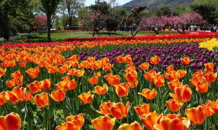 明艳是什么意思