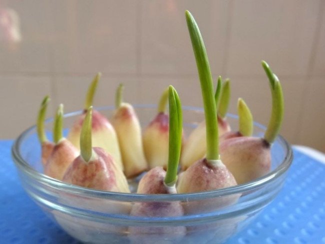 大蒜生长过程步骤图