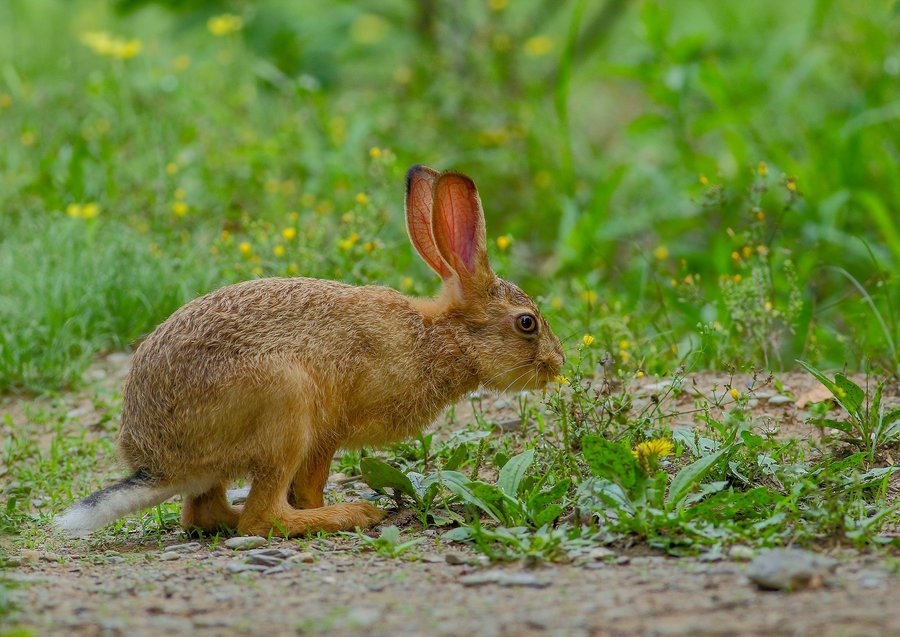 野兔有哪些生活习惯