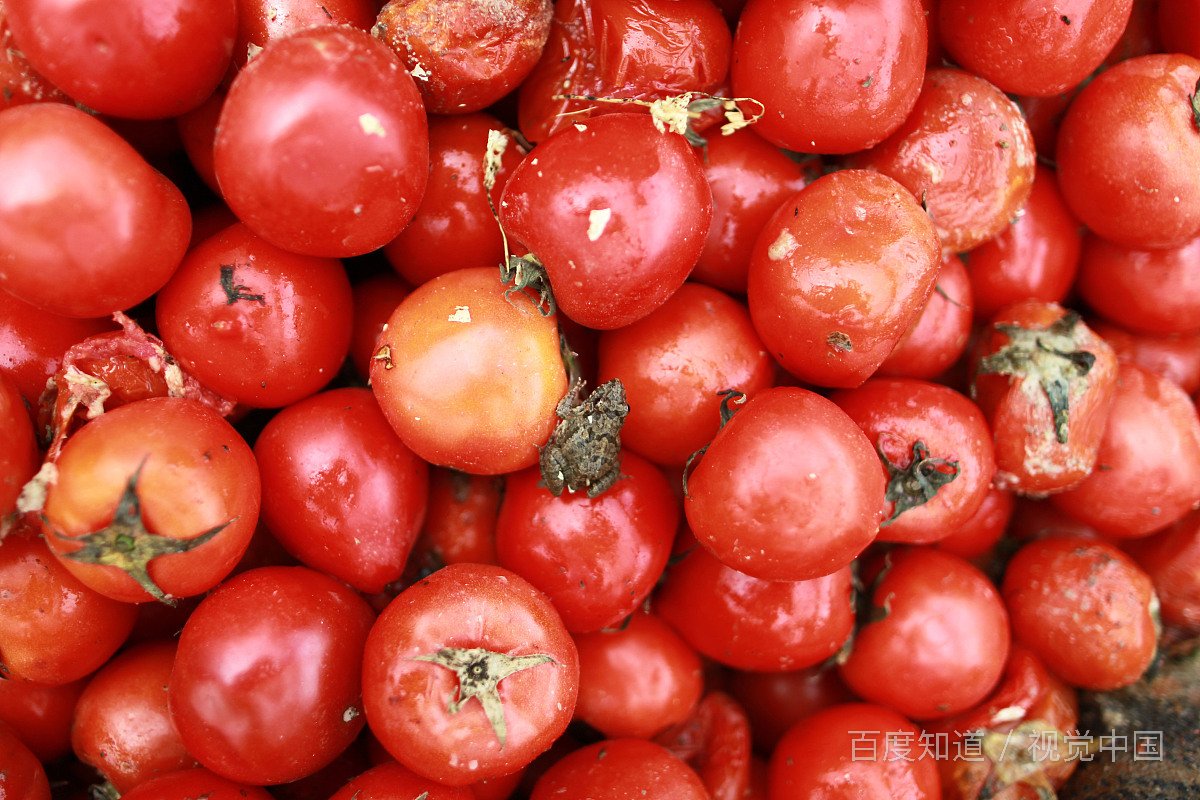 tomtoes是什么意思