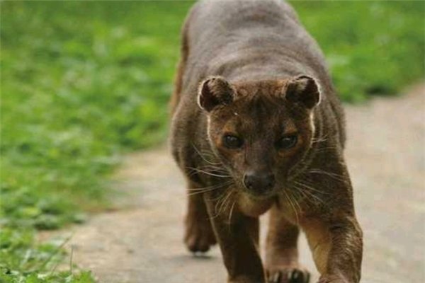 动物界中交配时间最长的动物是什么,最长多长时间?