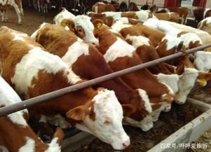 育肥牛精饲料配比方案都有哪些？