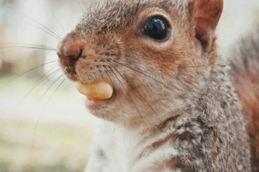 squirrels是什么意思