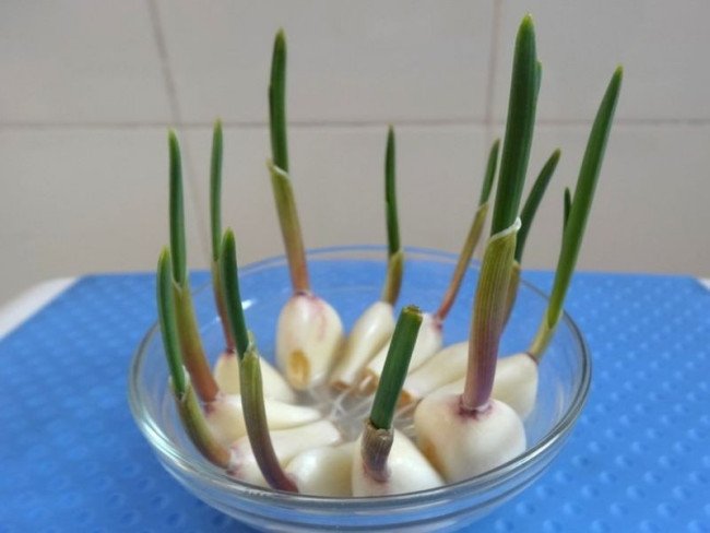 大蒜生长过程步骤图