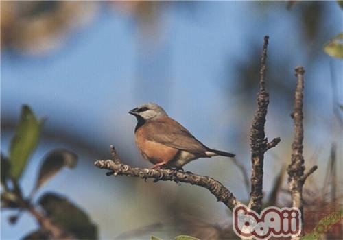 黑喉草雀的形态特征有哪些？