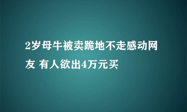 2岁母牛被卖跪地不走感动网友 有人欲出4万元买