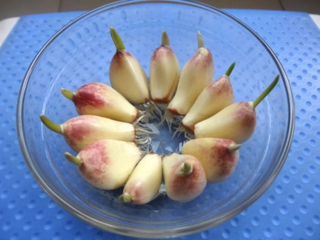 大蒜生长过程步骤图