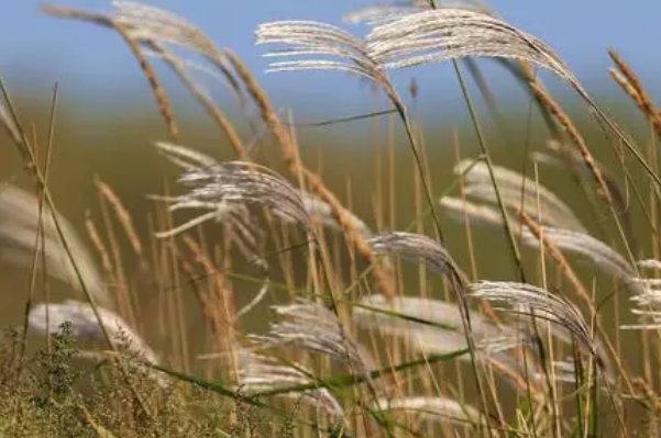 诗经中的蒹葭其实是几种植物