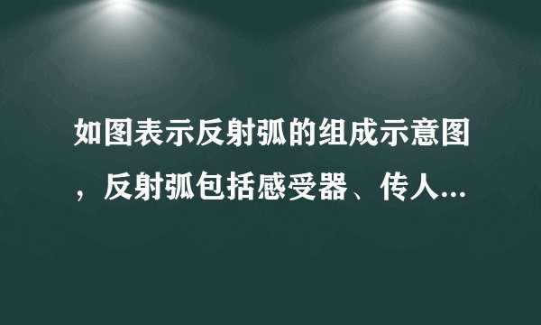 如图表示反射弧的组成示意图，反射弧包括感受器、传人神经、神经中枢、传出神经和效应器5个基本环节．请