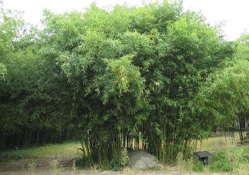 青竹是什么意思