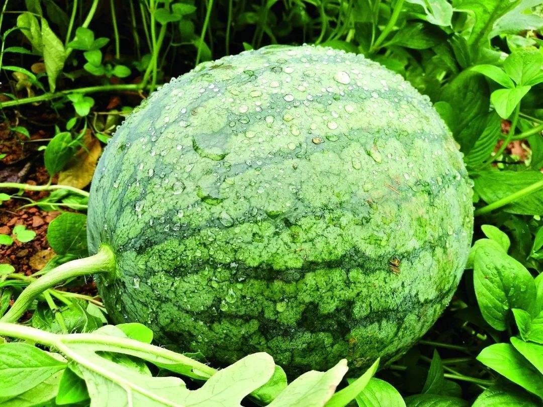 有多年生的西瓜树吗?