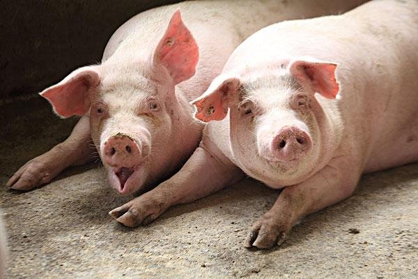 包谷猪是什么意思