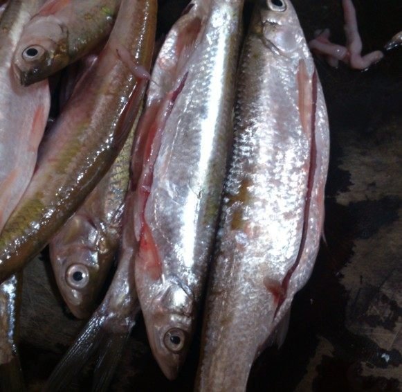 蓝鱼怎么做好吃