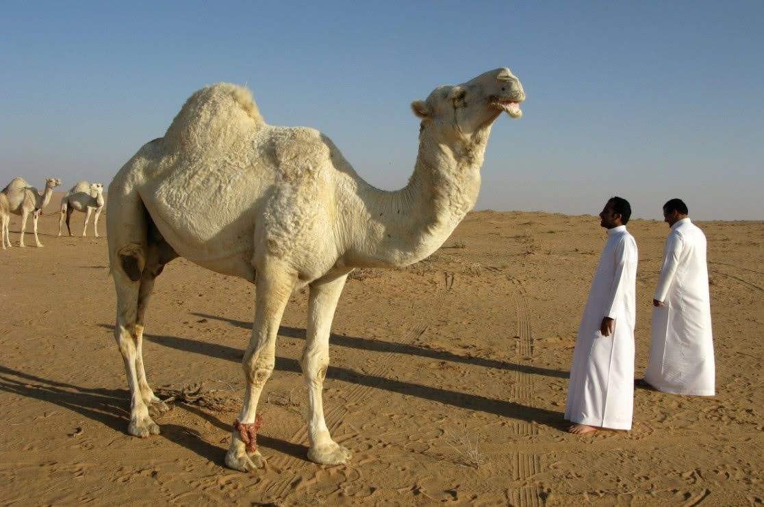 沙特阿拉伯是发达国家吗