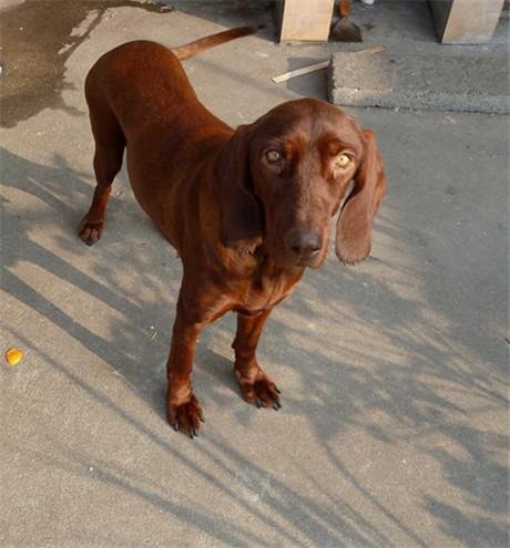 威斯拉犬的简介