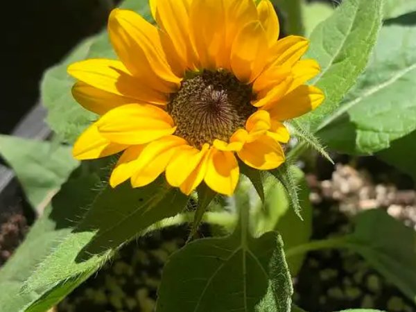 向日葵在一天之内几点开花