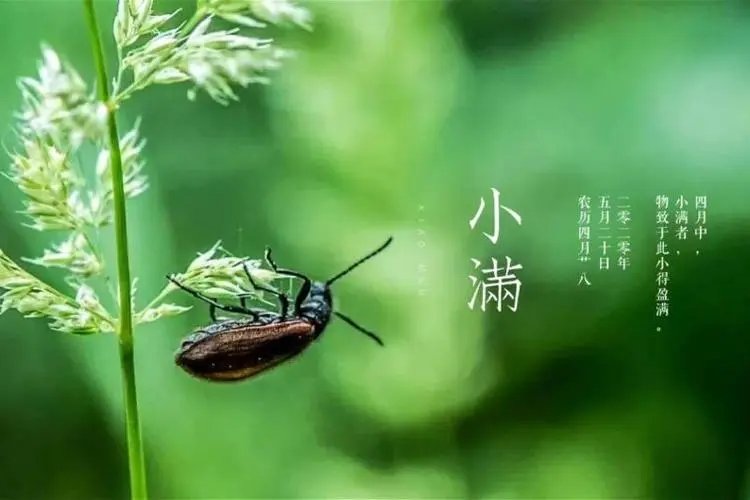 人生最美是小满下一句是什么？