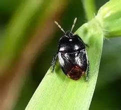 这是什么虫子？有毒吗？