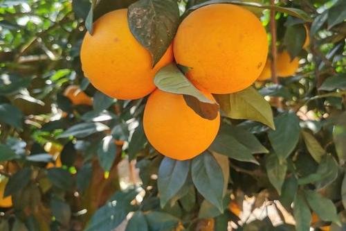 橙字笔画顺序怎么写的呀