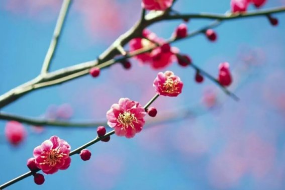 春寒料峭的拼音及解释