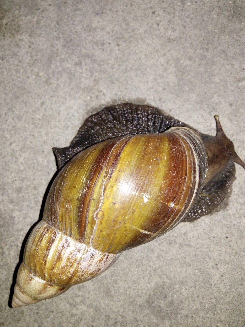 六畜之中它最勤，指哪个生肖？