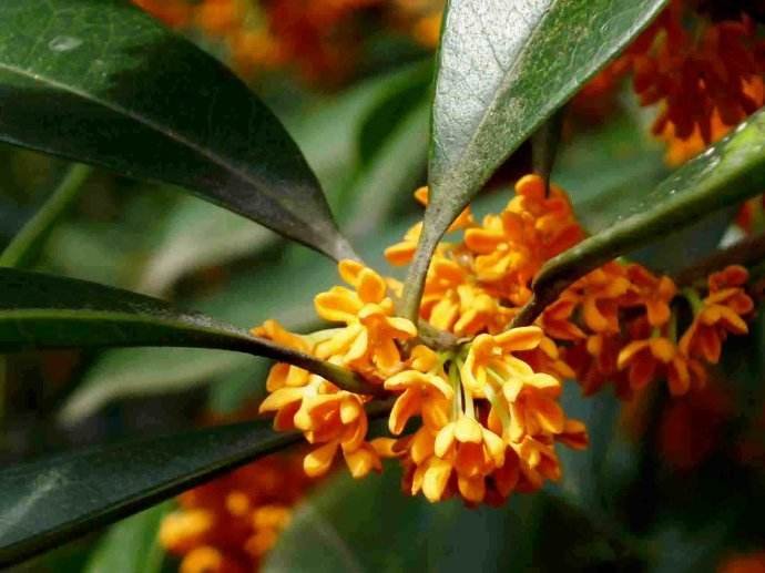 “兰桂齐芳”的“兰桂”指?