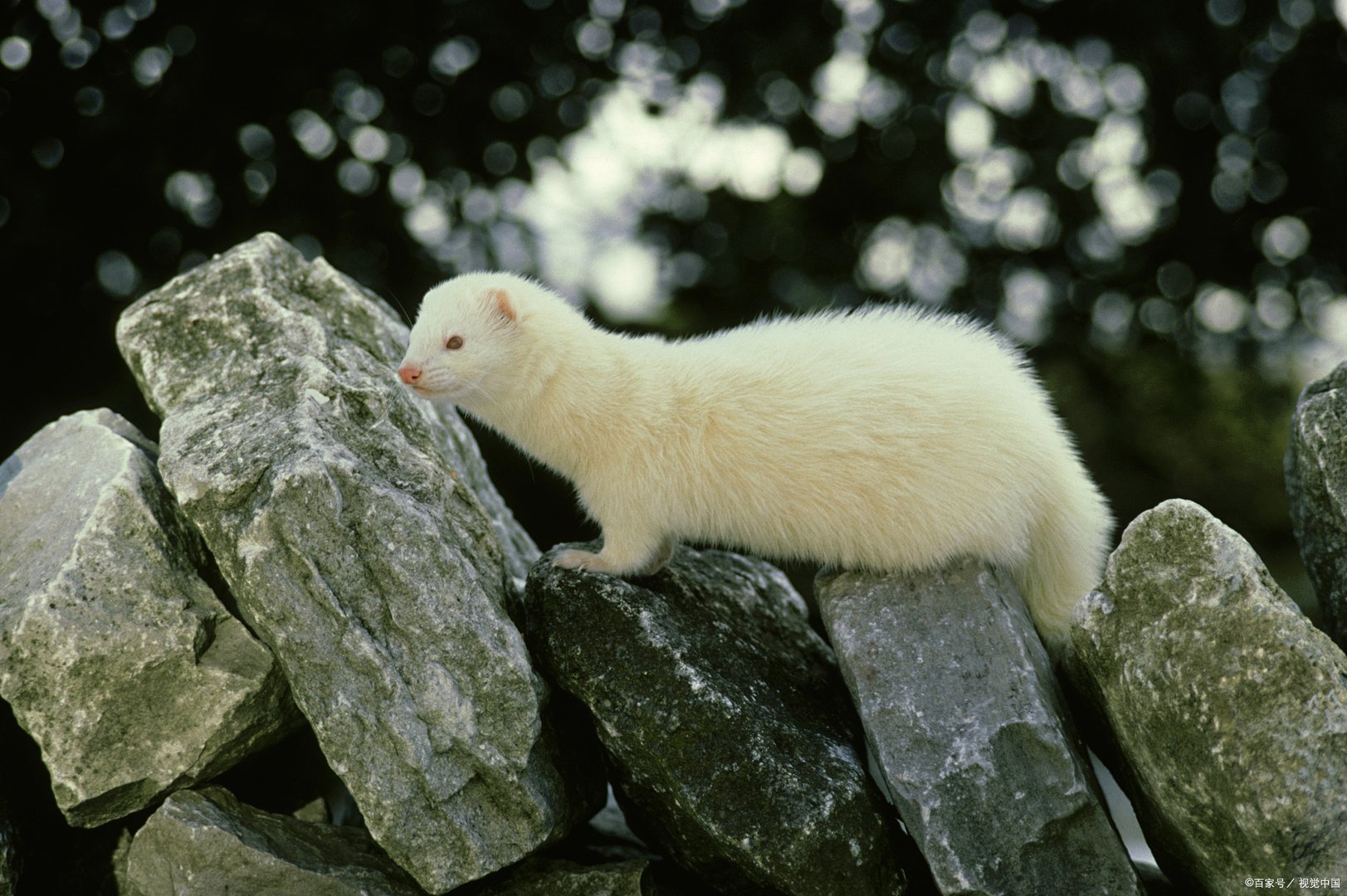 雪貂可是个金贵的小东西，你知道它多少钱吗？