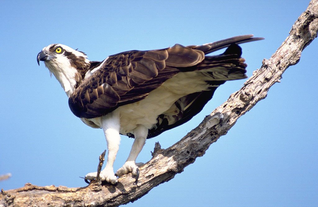 鹗科的分布情况
