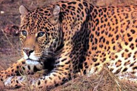 鳄鱼怕什么动物？