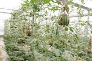 有多年生的西瓜树吗?