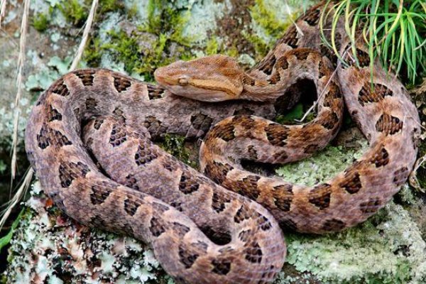 农村十大毒蛇都是哪些？