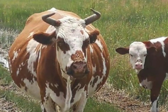 膘字有什么组词