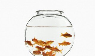 蓝瘦金鱼如何养好（蓝瘦鱼苗怎么养）