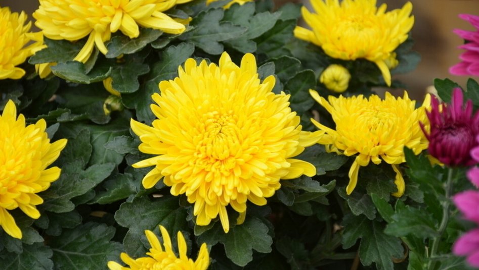 描写菊花颜色、姿态、形状、香味、种类、作用、品格