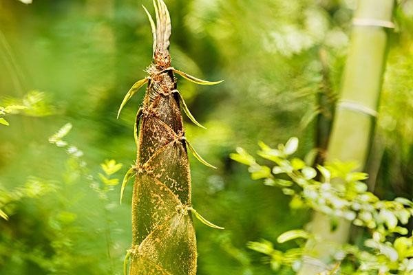 雨后春笋造句三年级