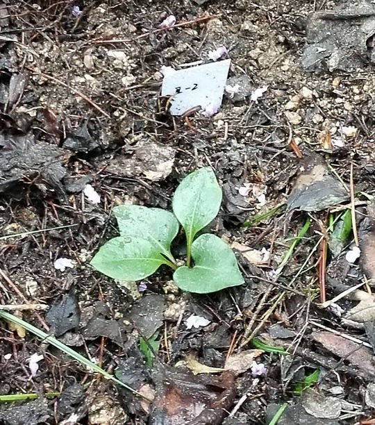 五台山发现极危物种丁香叶忍冬，这种植物有什么特点？