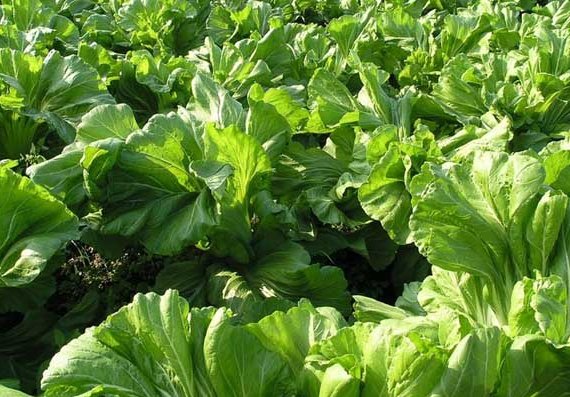 大芥叶和浦公英是不是同一种植物