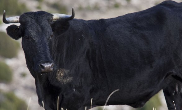 十大黑牛品种