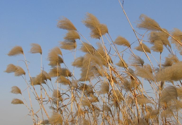 《双城记》开篇第一段话内容是什么？