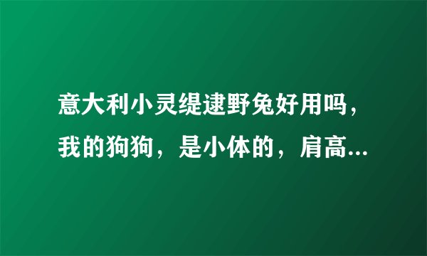 意大利小灵缇逮野兔好用吗，我的狗狗，是小体的，肩高33cm，